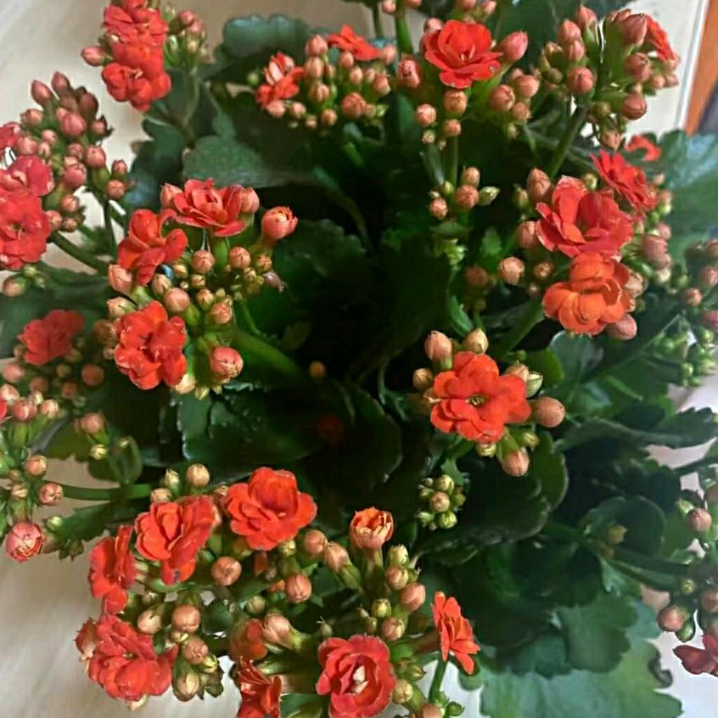 花草闫