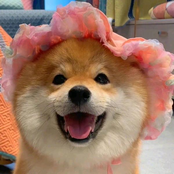 赫尔希会笑栗壳