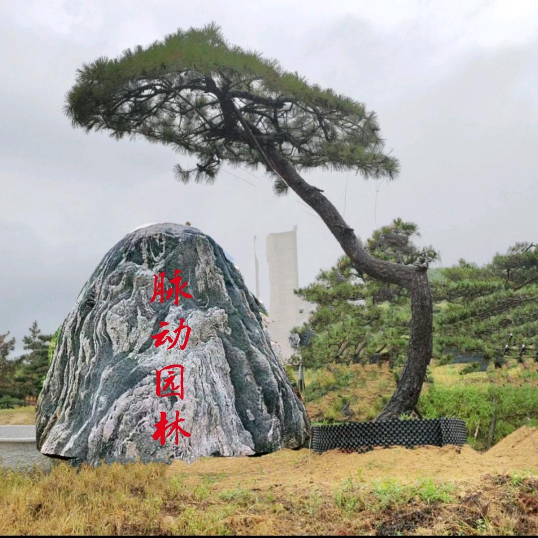 脉动园林造型松基地