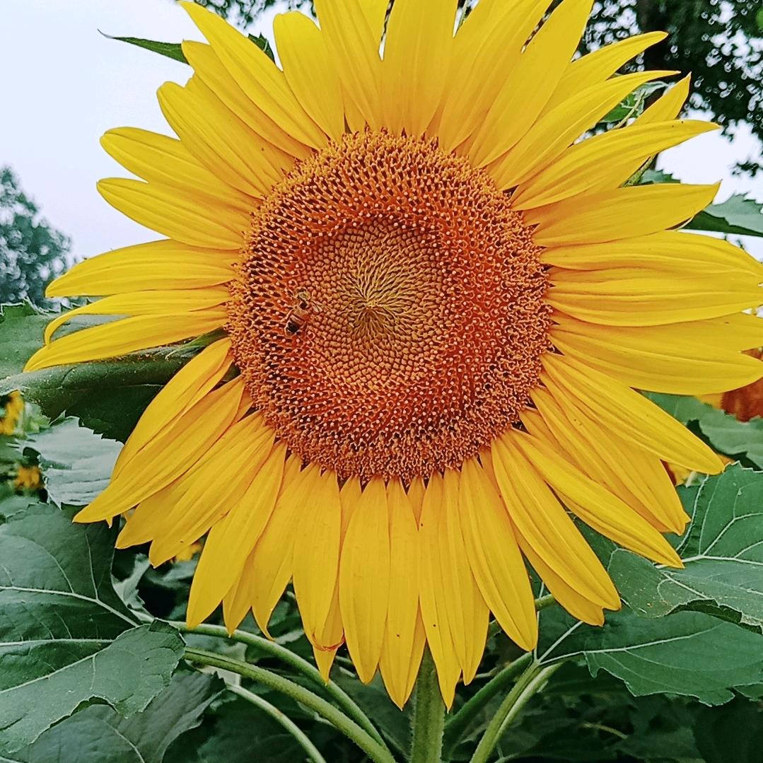 爱，芳可大胆去爱