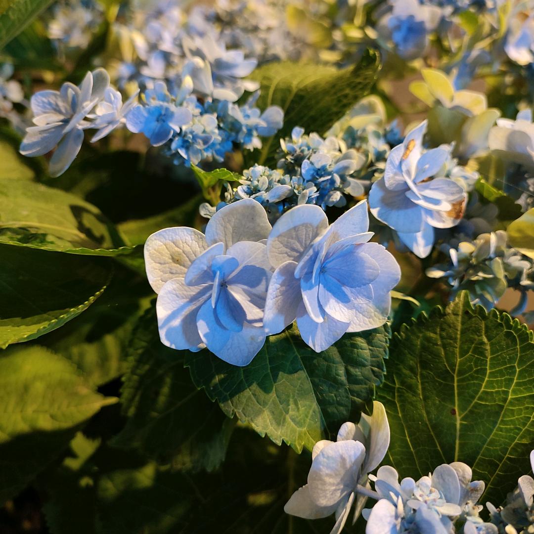 茉莉