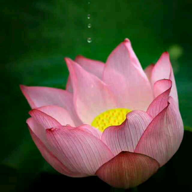 雨后lh