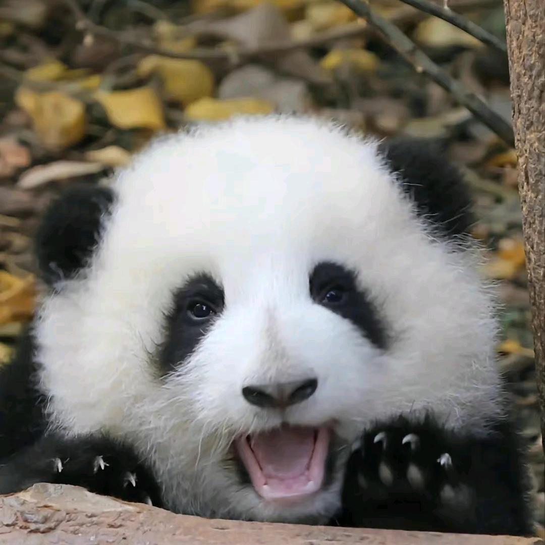 🌈cantaloupe.🍈🌈