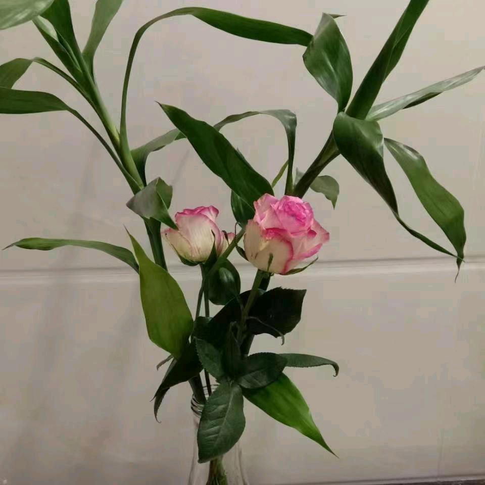 w珍
