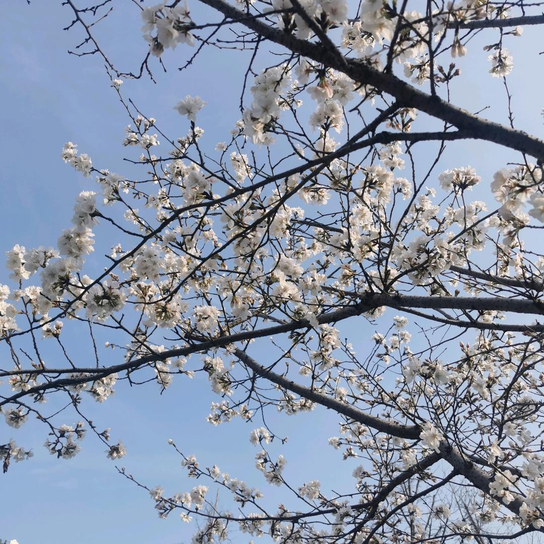 班纳