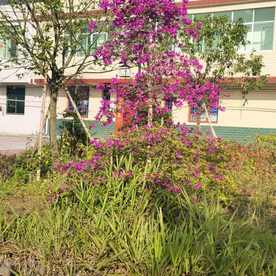 农村幺妹