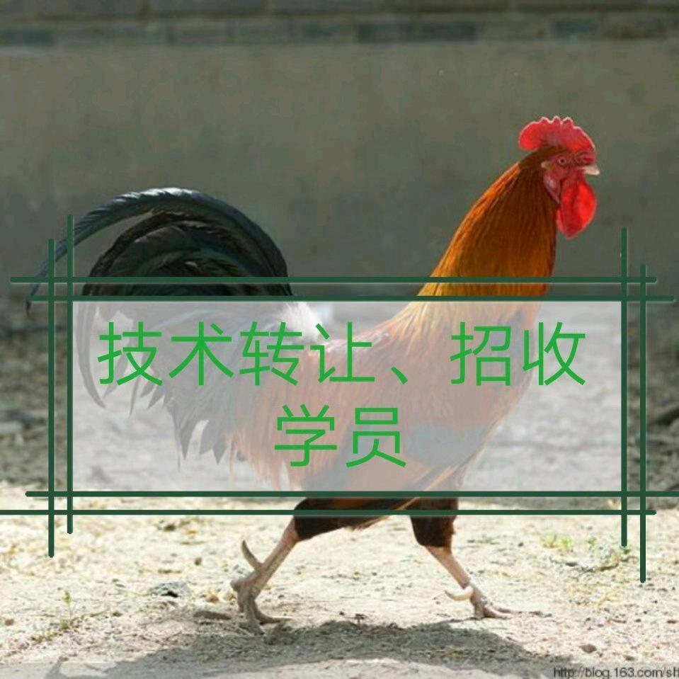 兰湾烧鸡公《收学员》