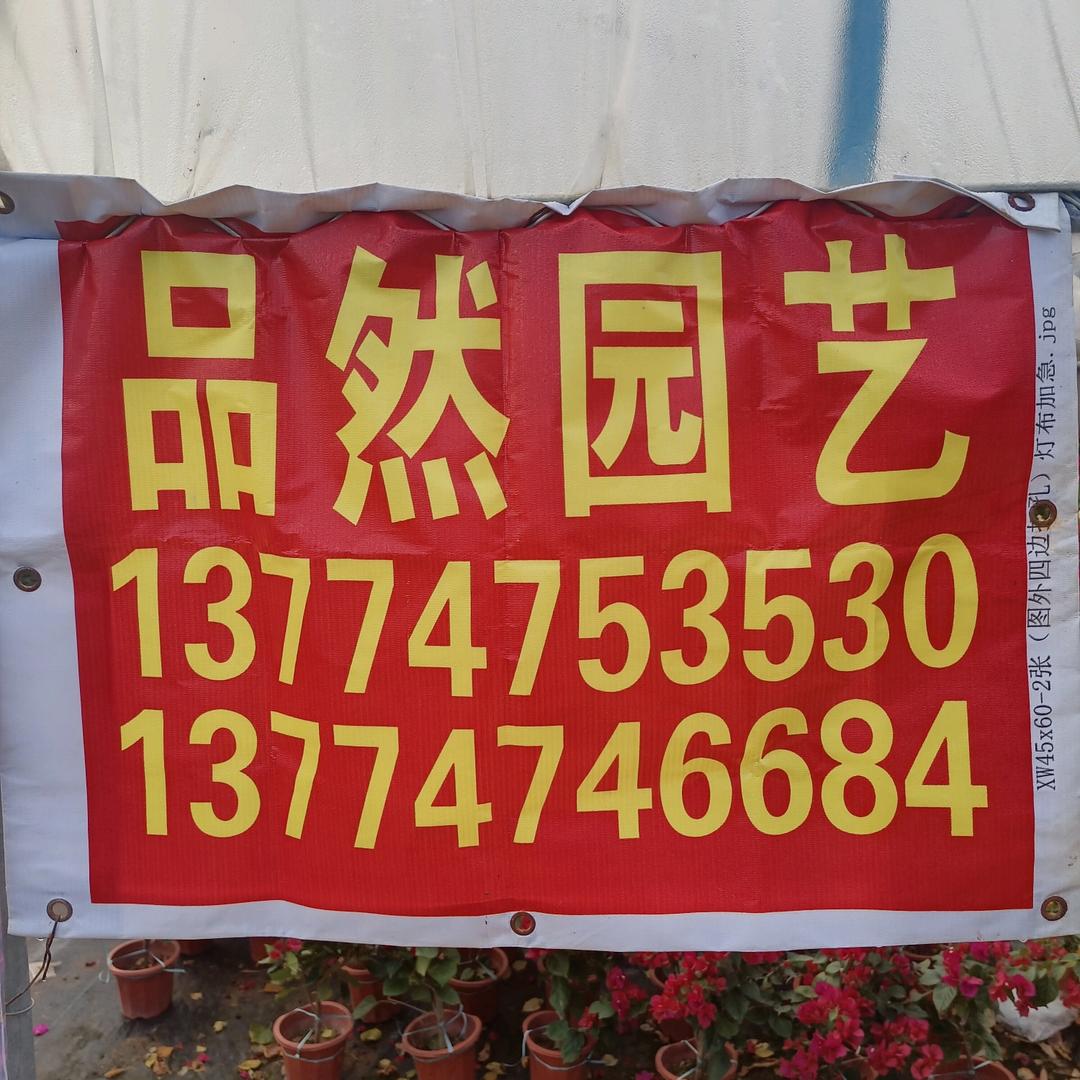 陈志平