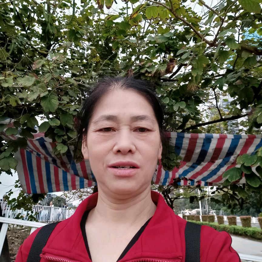 中菊