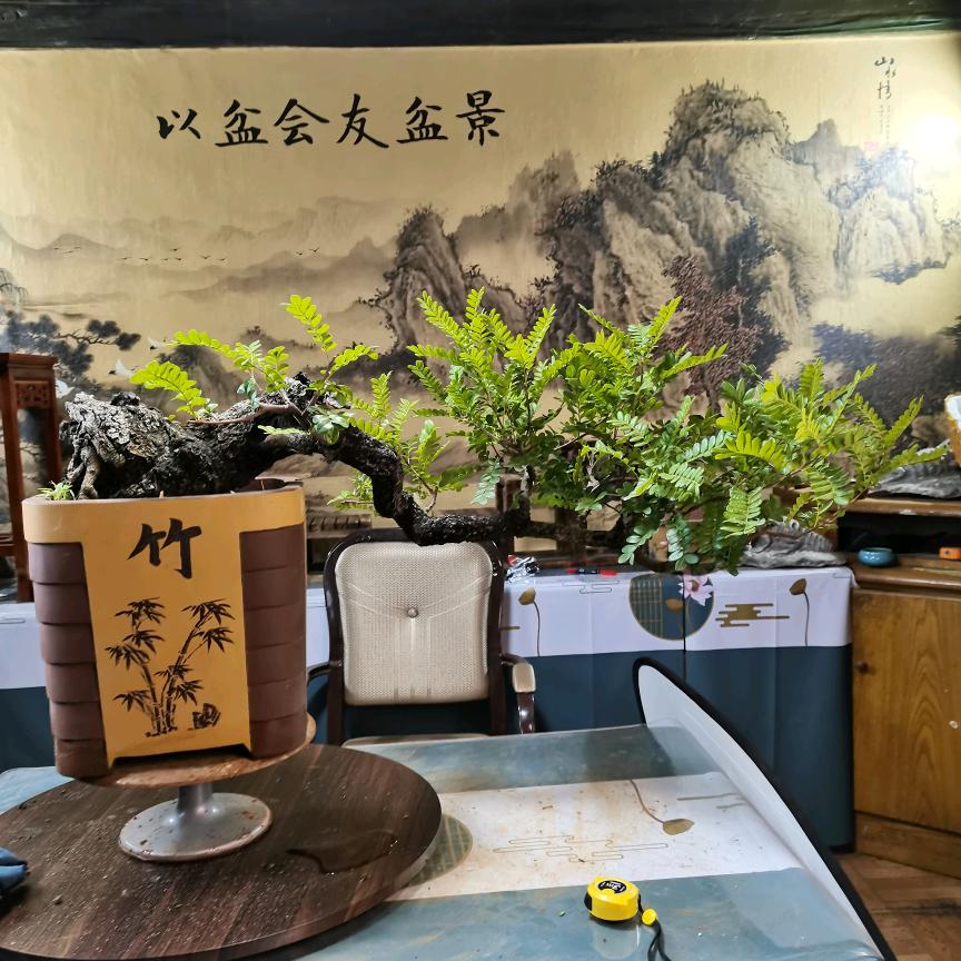 以盆会友盆景