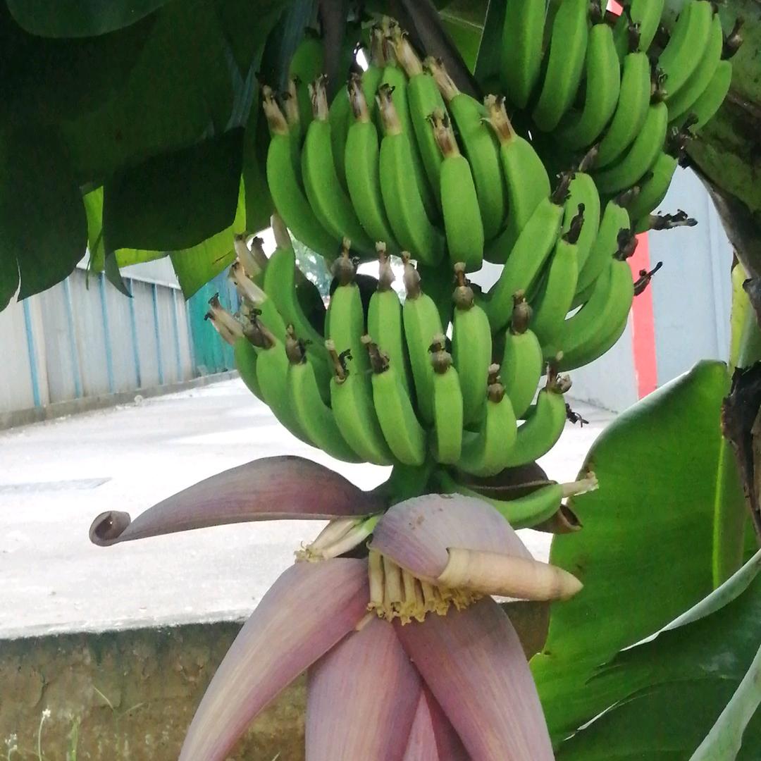 打工人在新加坡