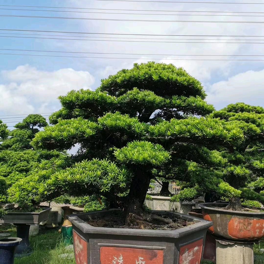 美万家园林