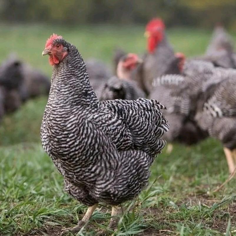 洪敬珍禽养殖场