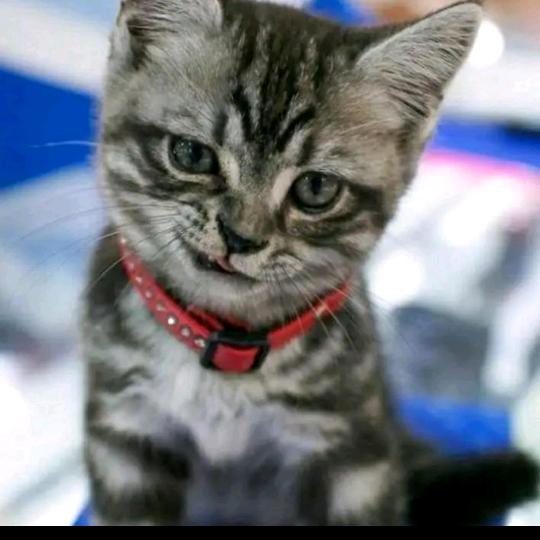 猫爷