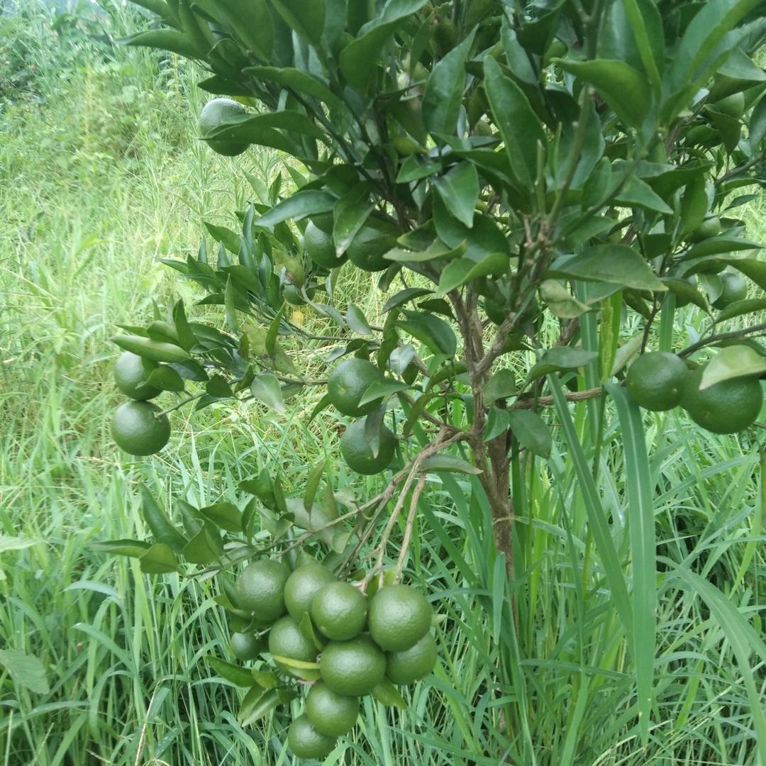 小虎哥