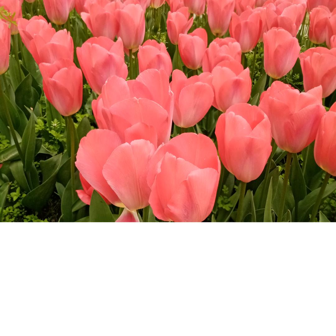 魏大姐（小号）（下午4：40分开播）