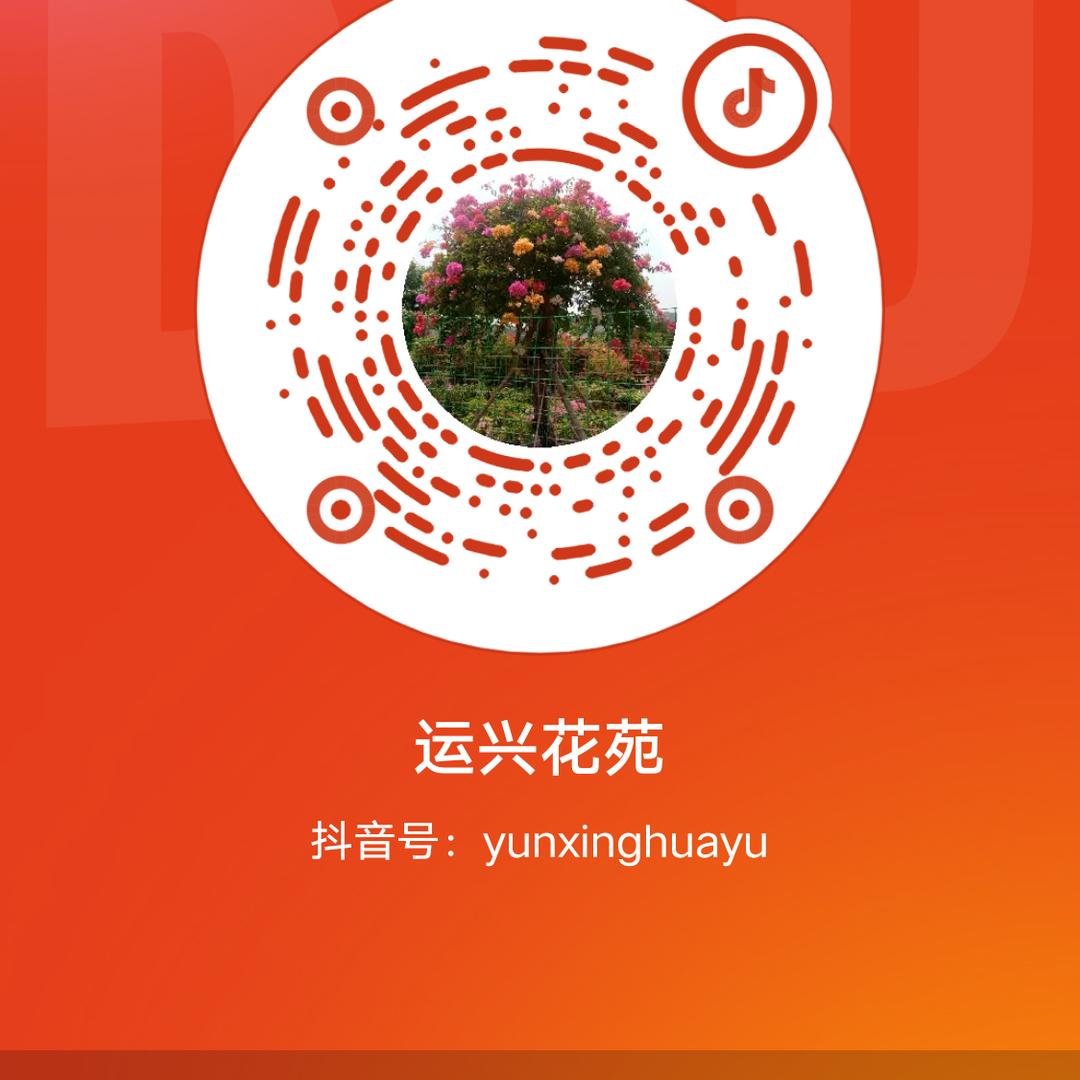 运兴花卉