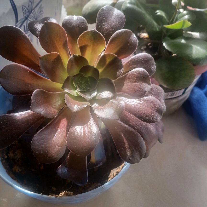 段姐梅干菜扣肉烧饼