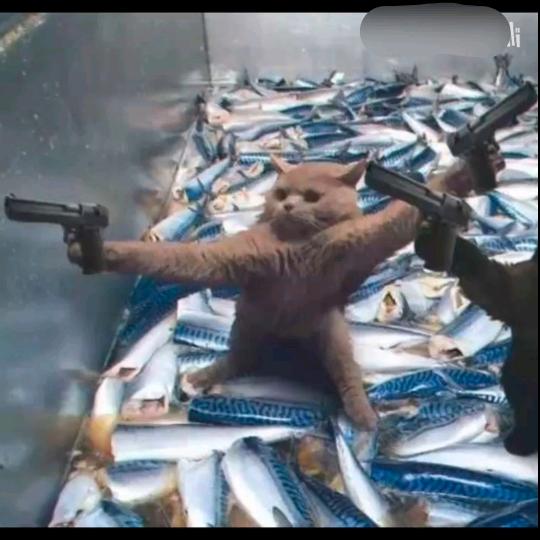 ༒࿈一༙྇࿈༒