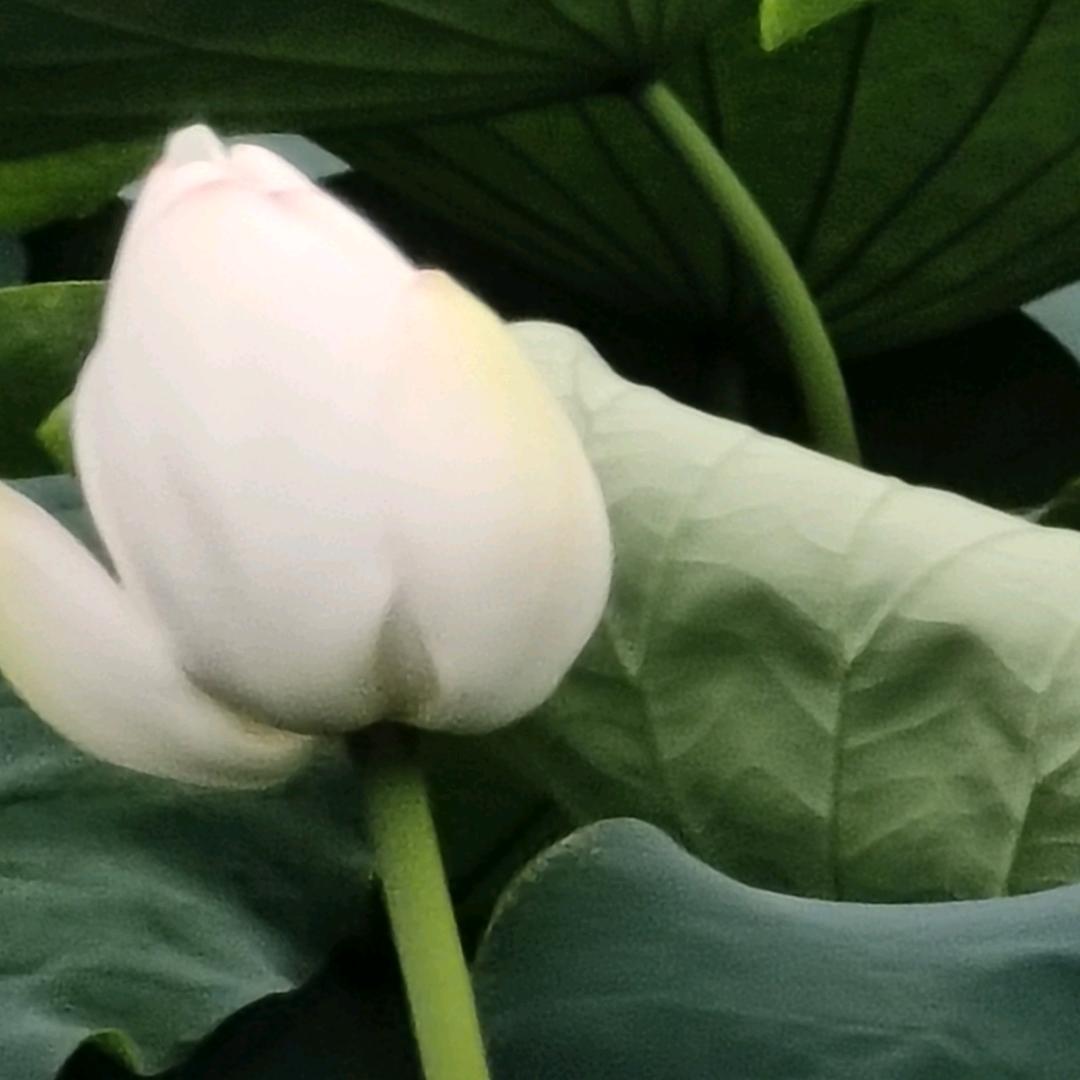 A峰哥
