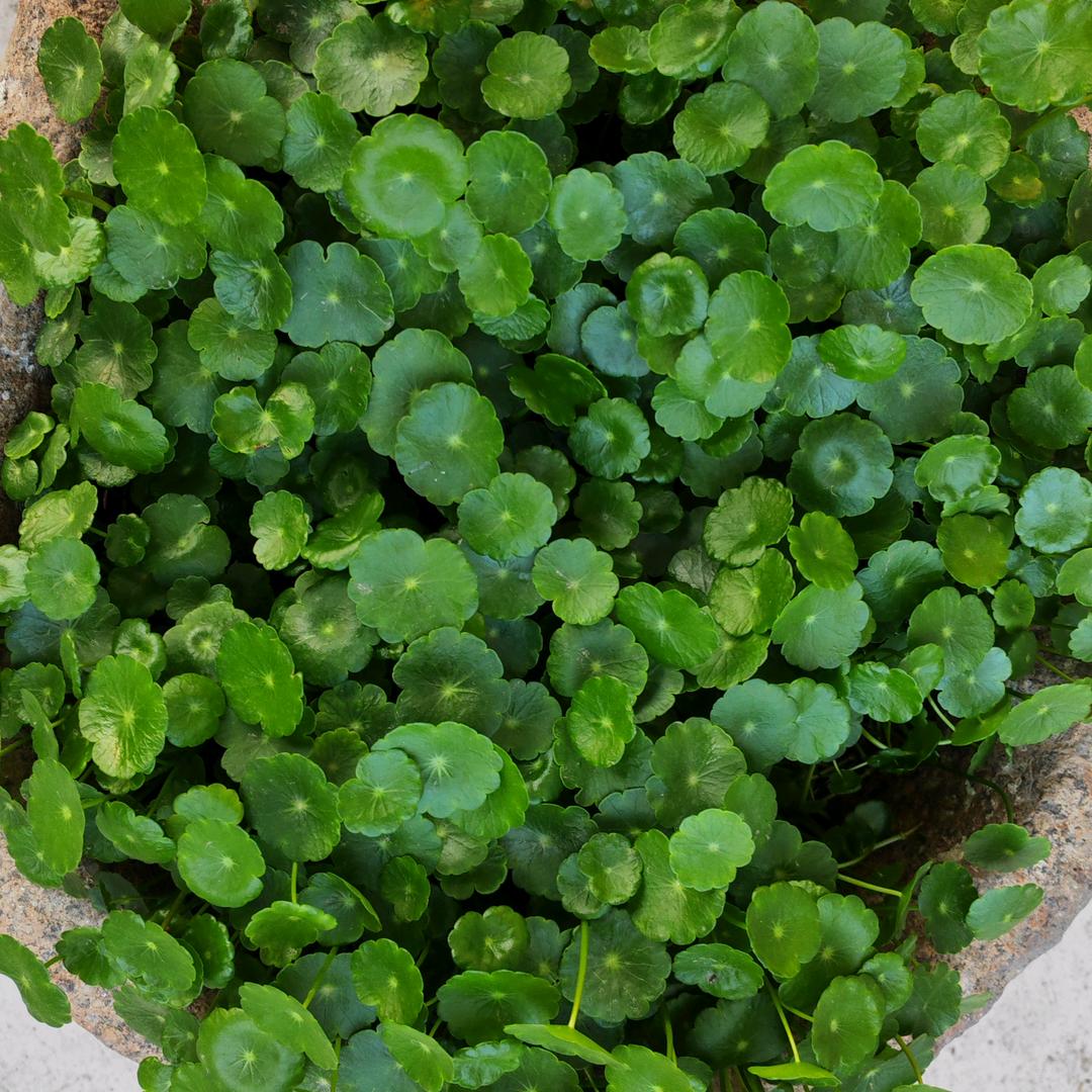 春江潮水连海平