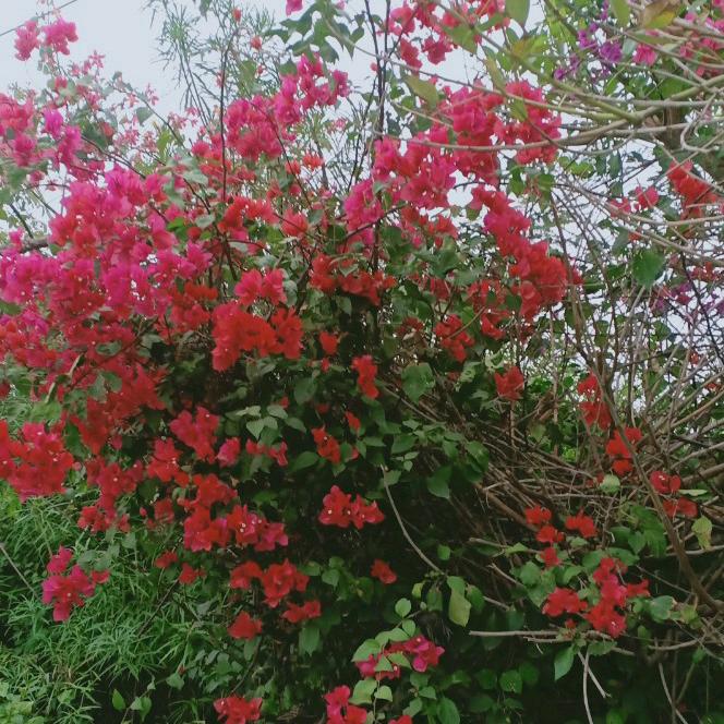 （雨后的彩虹）