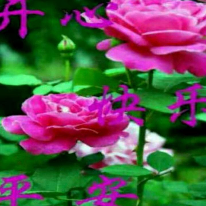 恭喜恭喜 发财大家交朋友