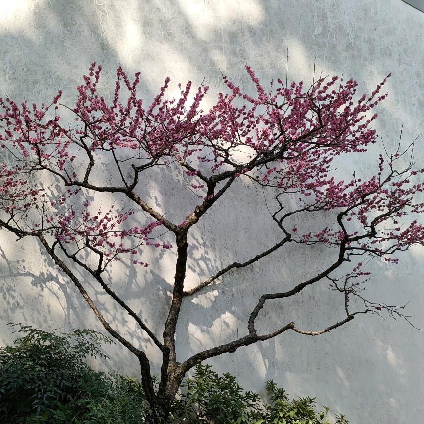 白丁游学