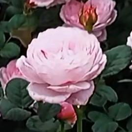 芳0118