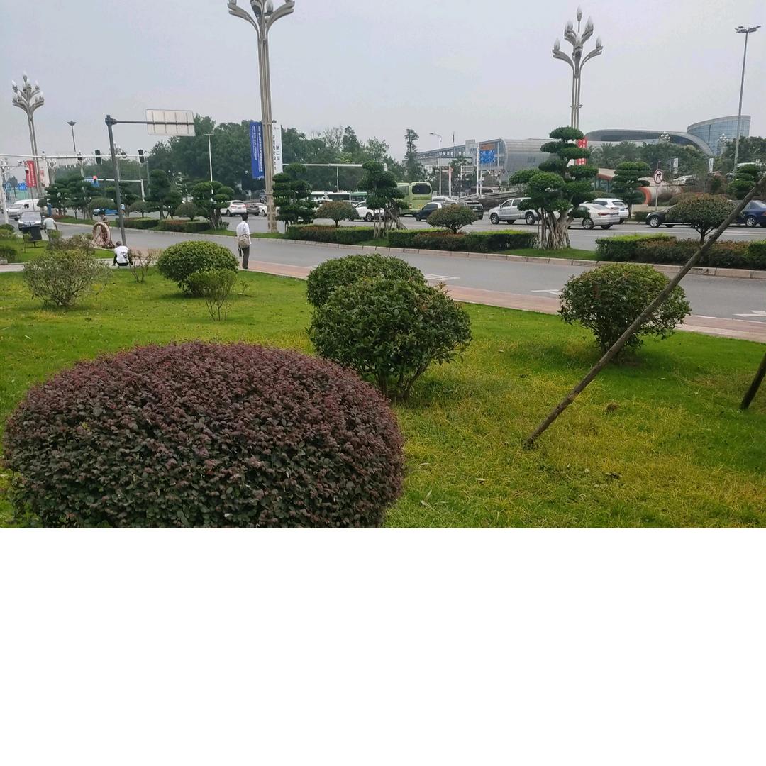 传林