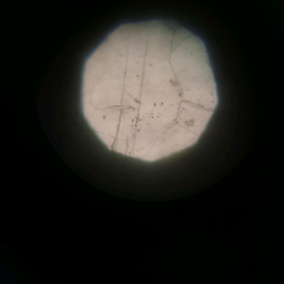 Nemophilist