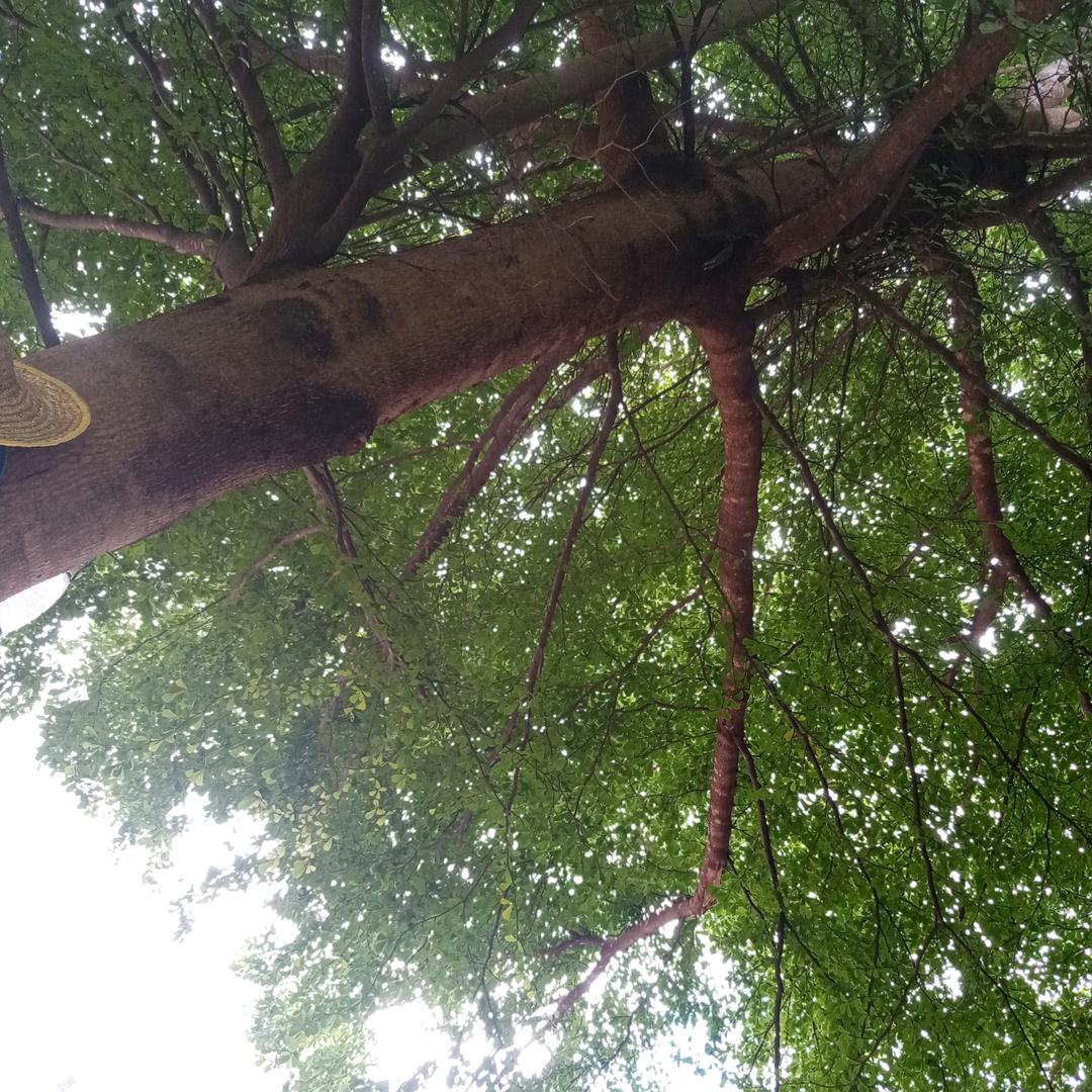 糟老头了🕵，阳