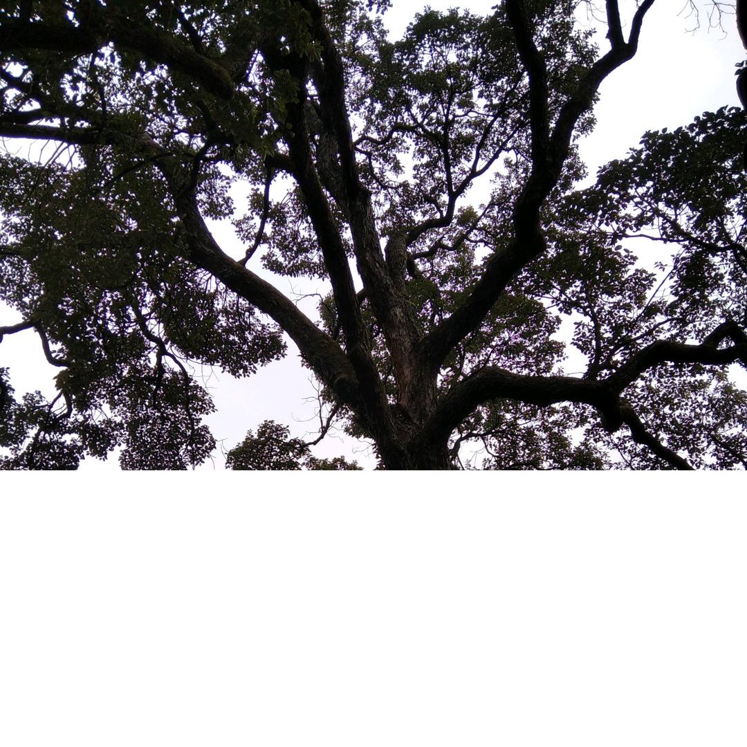 香樟树在老房子