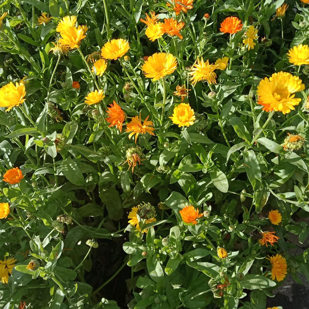 迨依阿狸【7788】