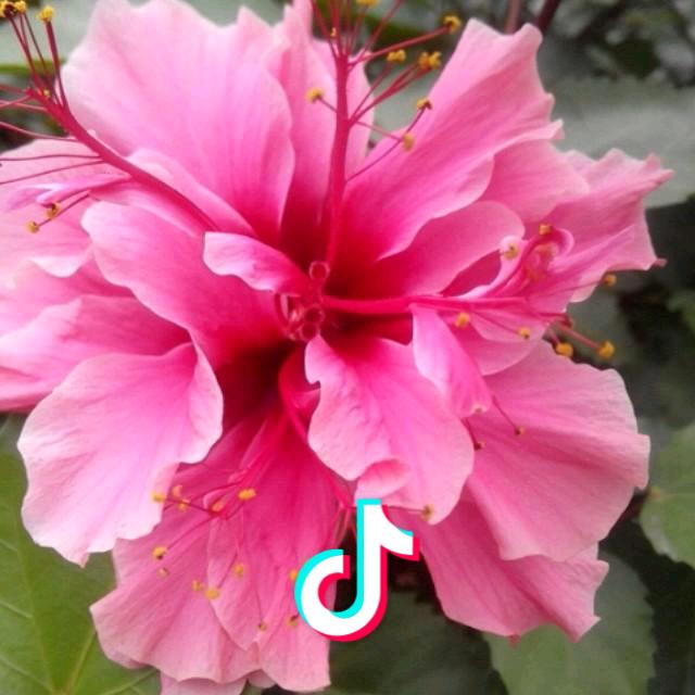 花之语（高场张大姐农资）