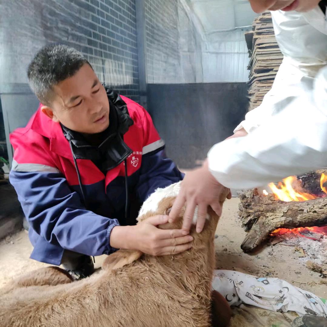 怀集牛总(牛羊病出诊难产助产牛冻精改良)