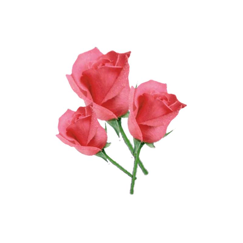三 支花