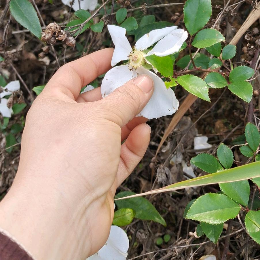 （契约）小🍋柠檬