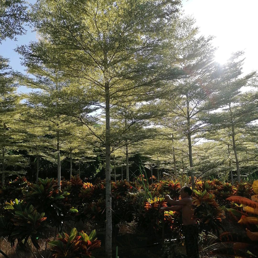 海南锦秀苗木刘高生