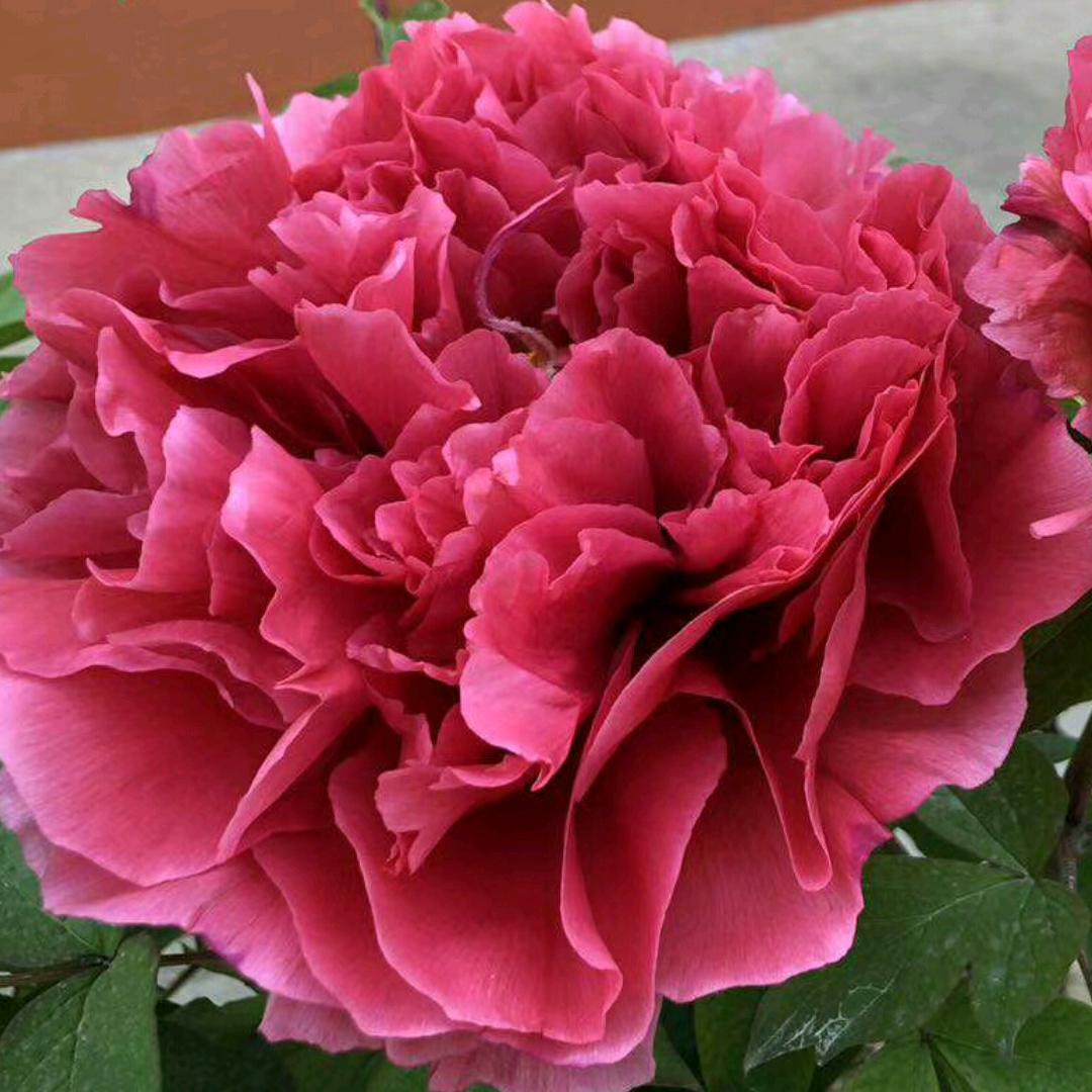 大理&盆栽牡丹花🌷