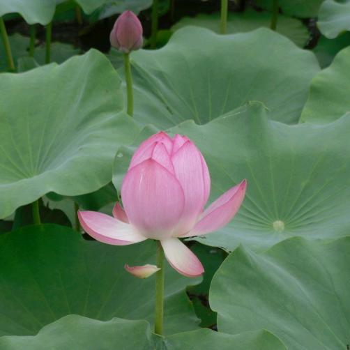 恒涂