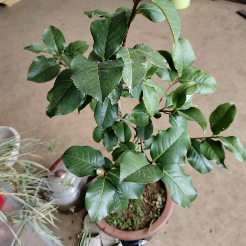 真🍊爱🍎一🍓生
