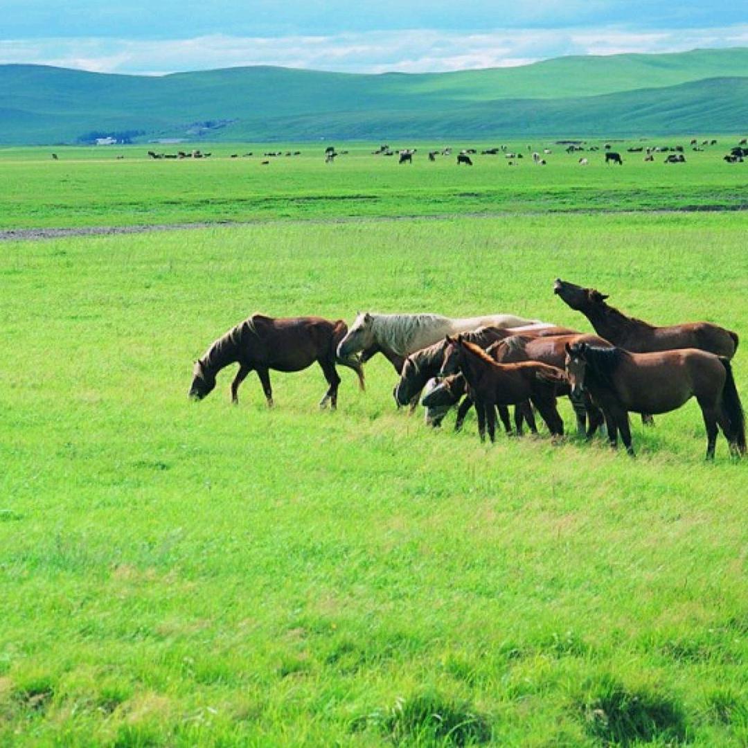 辉腾锡勒黄花沟呼和腾格里度假村