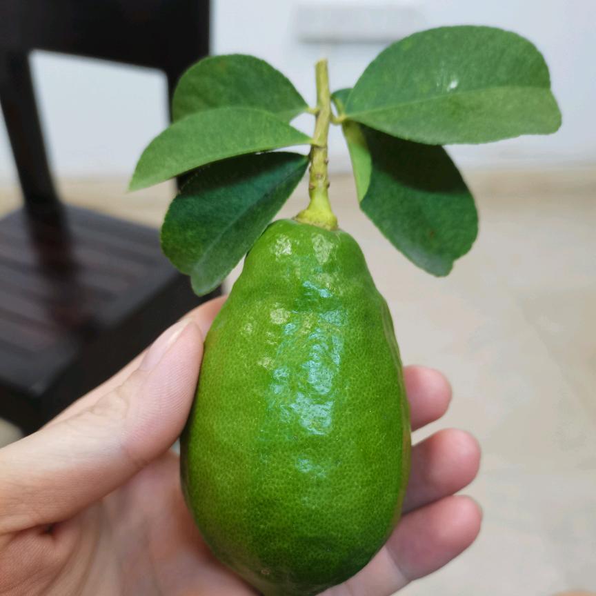 广东香水柠檬靓果