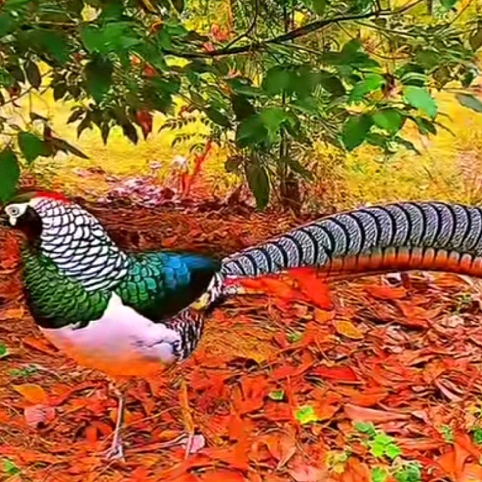 自然完美