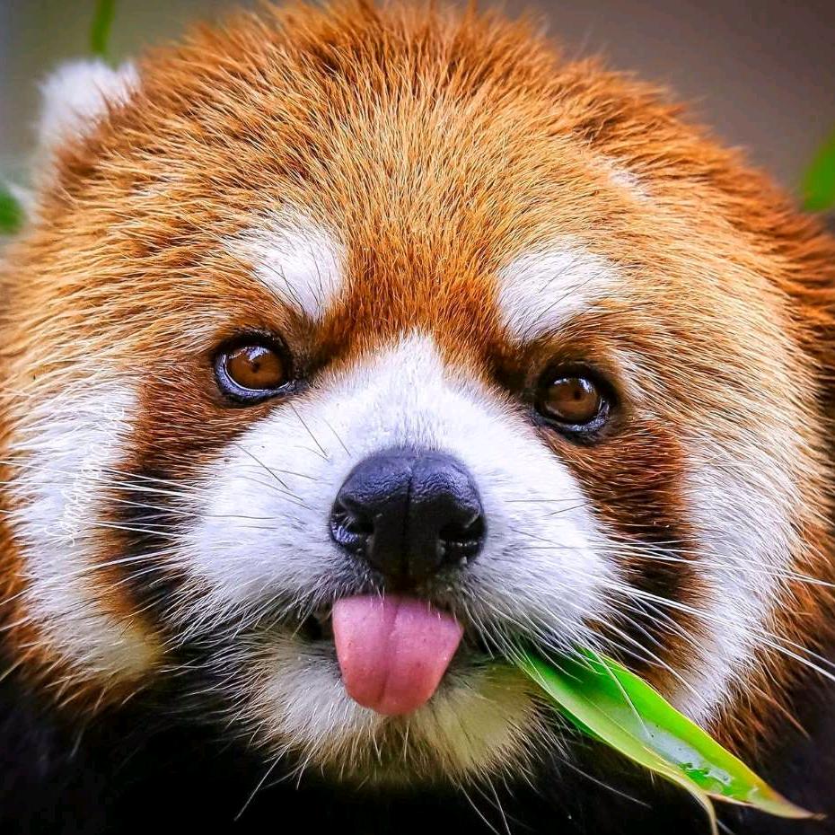 中华狸猫