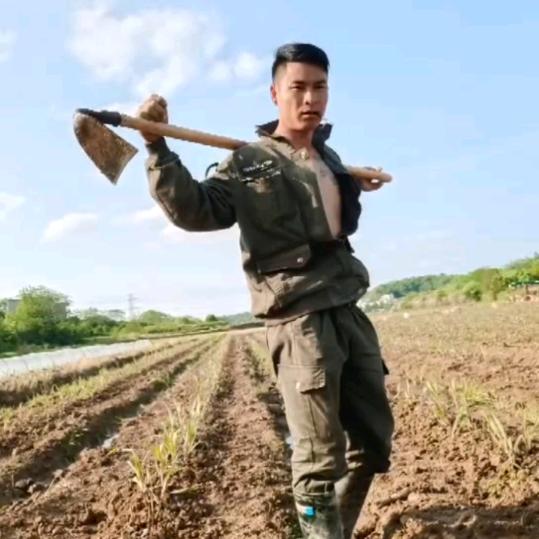 老干部天明甘蔗