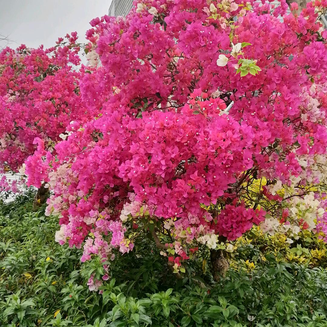 管