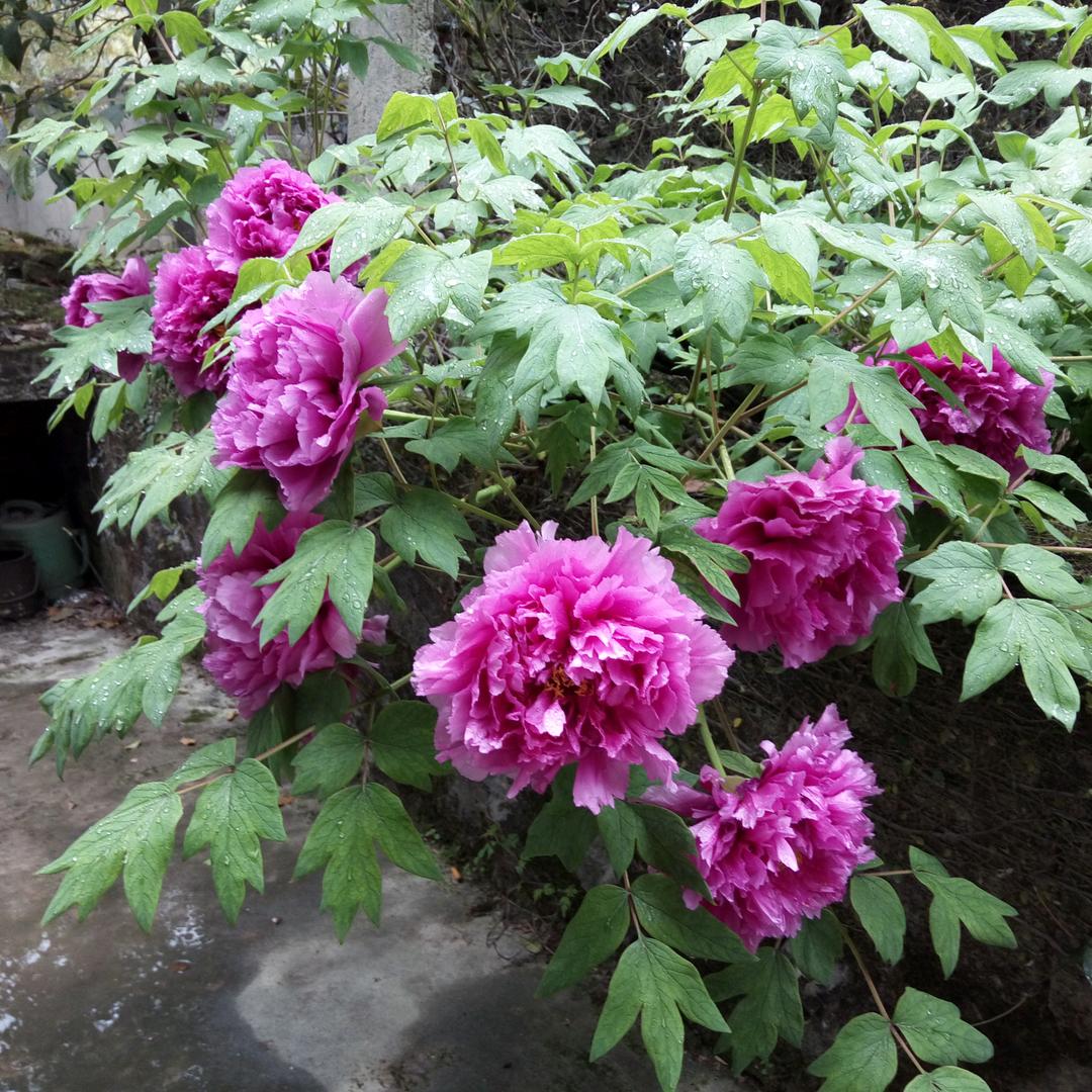 💕非李莫属💕