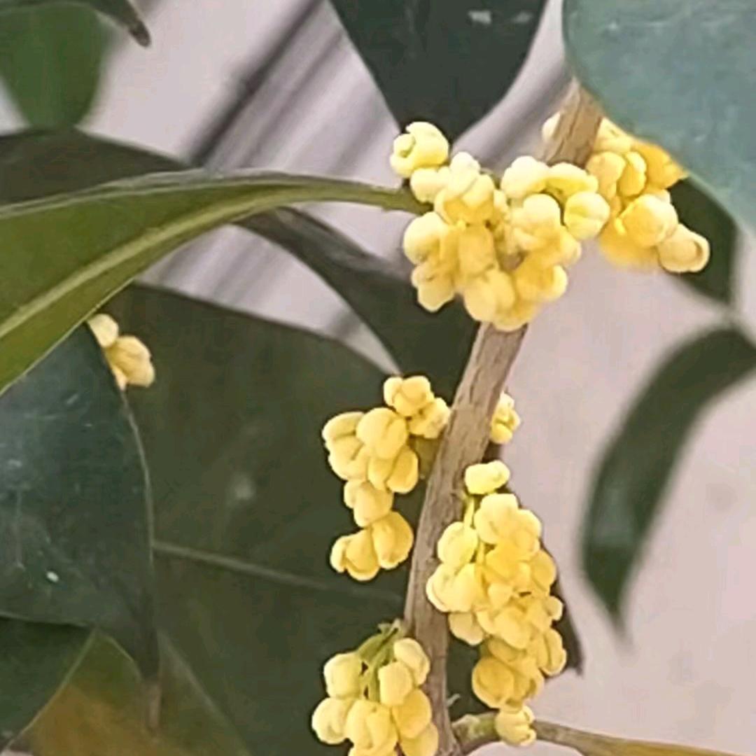 吴志君